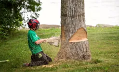 abattage-d-arbres-et-arbres-dangereux